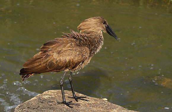 At Sabi Sand