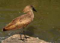 At Sabi Sand