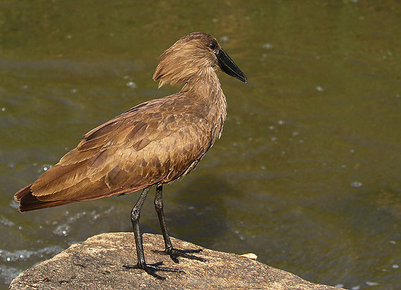 At Sabi Sand
