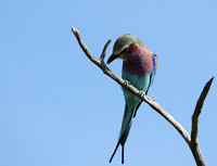 Lilac brested roller - Etosha