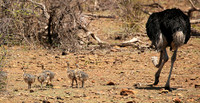 Ostriches at Madikwe game reserve