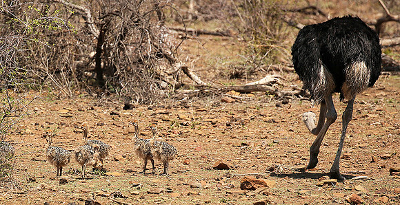 Ostriches at Madikwe game reserve