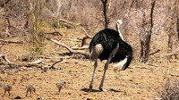 Ostriches at Madikwe game reserve