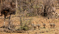 Ostriches at Madikwe game reserve