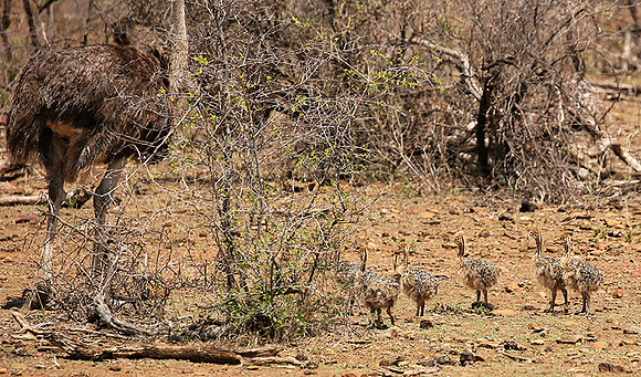 Ostriches at Madikwe game reserve