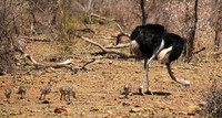 Ostriches at Madikwe game reserve