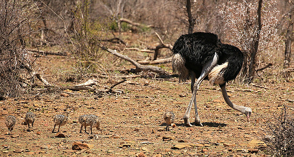 Ostriches at Madikwe game reserve