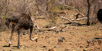 Ostriches at Madikwe game reserve