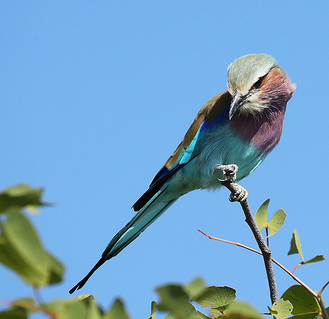 Lilac brested roller - Etosha