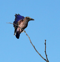 Purple roller - Ongava
