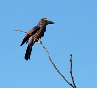 Purple roller - Ongava