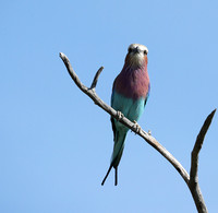 Lilac brested roller - Etosha