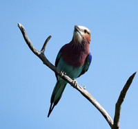 Lilac brested roller - Etosha