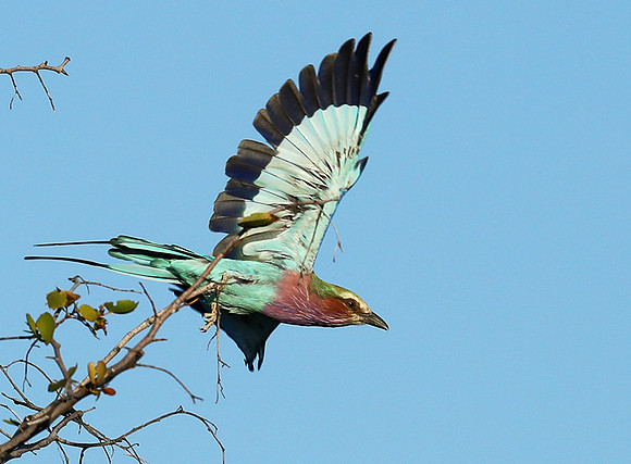 Lilac brested roller - Etosha