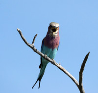 Lilac brested roller - Etosha