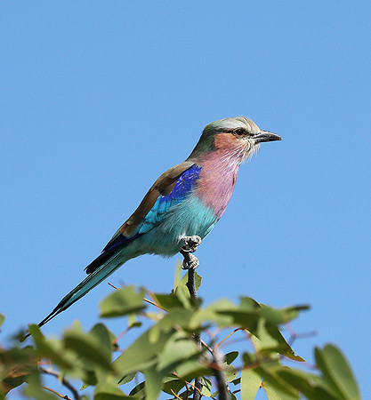 Lilac brested roller - Etosha