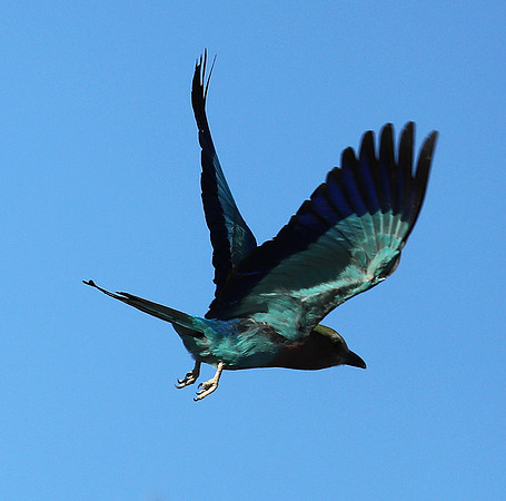 Lilac brested roller - Etosha