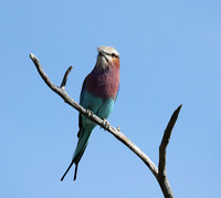 Lilac brested roller - Etosha