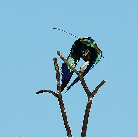 Lilac brested roller - Etosha