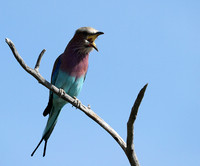 Lilac brested roller - Etosha