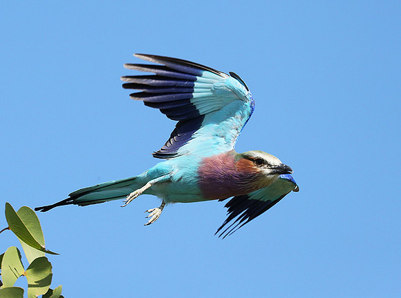 Lilac brested roller - Etosha