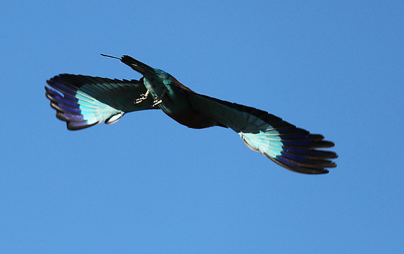 Lilac brested roller - Etosha