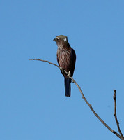 Purple roller - Ongava