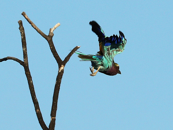 Lilac brested roller - Etosha