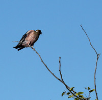 Purple roller - Ongava