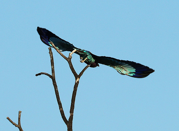 Lilac brested roller - Etosha
