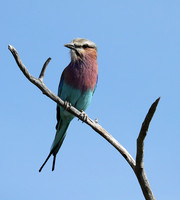 Lilac brested roller - Etosha