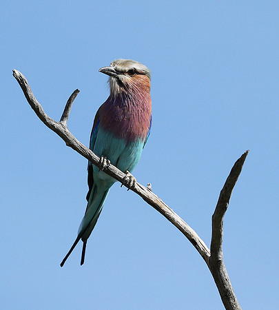 Lilac brested roller - Etosha