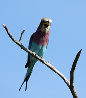 Lilac brested roller - Etosha