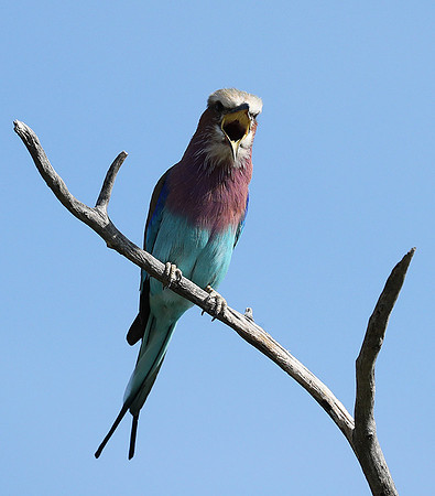 Lilac brested roller - Etosha