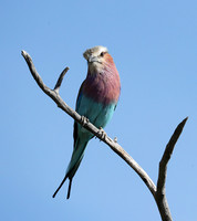 Lilac brested roller - Etosha