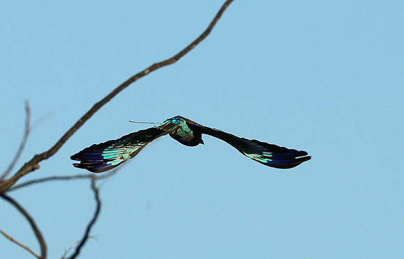 Lilac brested roller - Etosha