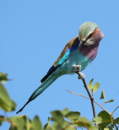 Lilac brested roller - Etosha