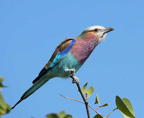 Lilac brested roller - Etosha