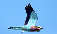 Lilac brested roller - Etosha