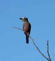Purple roller - Ongava