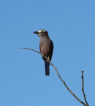Purple roller - Ongava