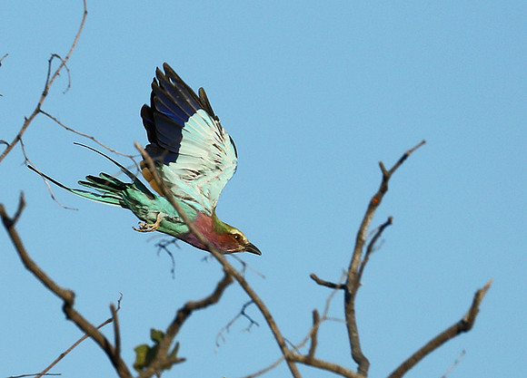 Lilac brested roller - Etosha