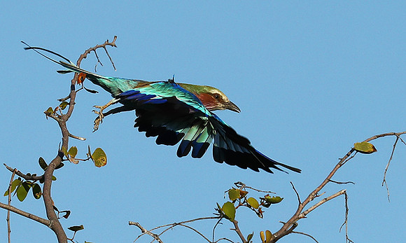 Lilac brested roller - Etosha