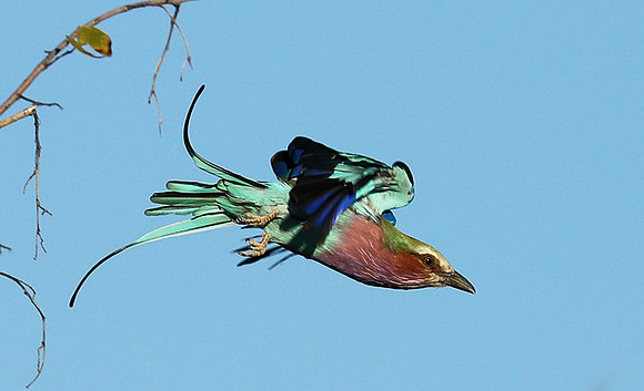 Lilac brested roller - Etosha