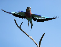 Lilac brested roller - Etosha