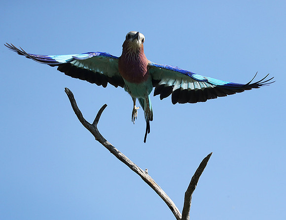 Lilac brested roller - Etosha
