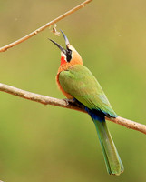 White-fronted bee-eater (Parfuri)