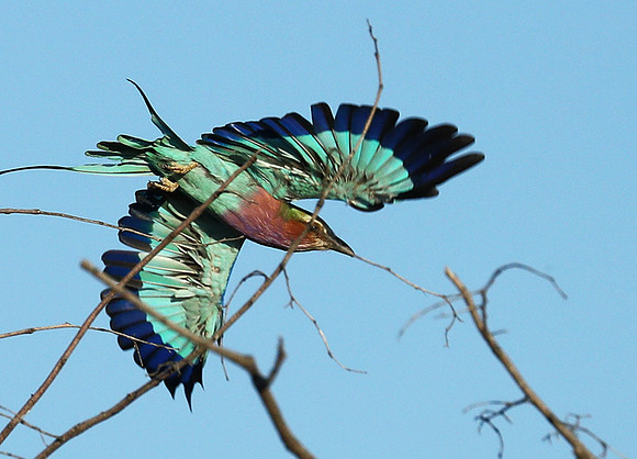 Lilac brested roller - Etosha