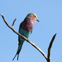 Lilac brested roller - Etosha