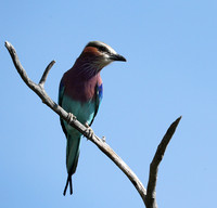 Lilac brested roller - Etosha